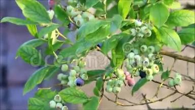 果实的蓝莓植物